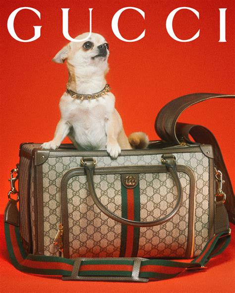 gucci dog carriers for small dogs|Gucci Pet Collection: The Luxury Brand Unveils New Line For .